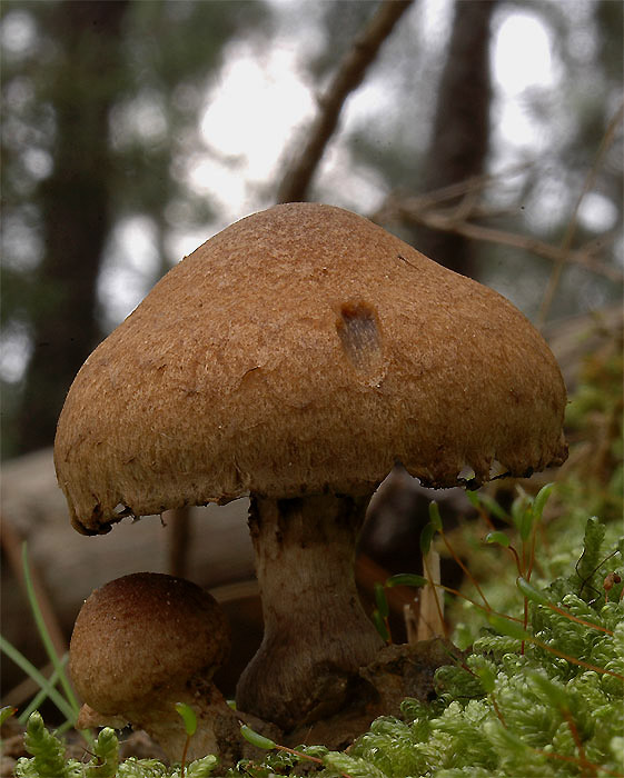 Inocybe?